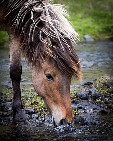 150609-Skalakot_3-234